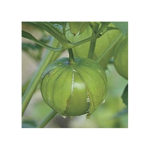 Heirloom Non-GMO Tomatillo Seeds for Home Garden Planting [neera-v5-0ef75be446d6bc0b9f69]