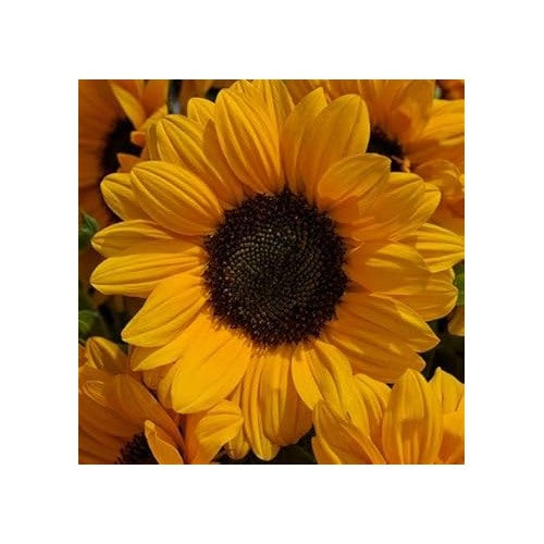 Yellow Sunflower Heirloom Non-GMO Seeds for Planting [neera-v5-0efd43659cbd4ddcb4d8]