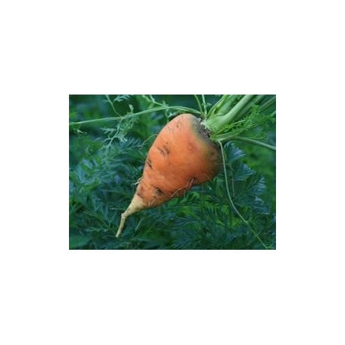 Oxheart Carrot Seeds for Planting [neera-v5-0f0238b94e796f785200]