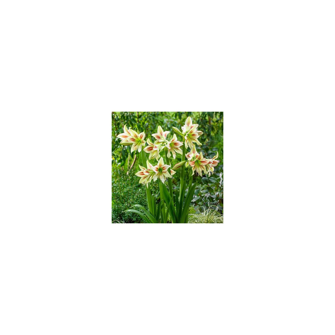 Heirloom Non Gmo Hippeastrum Rutilum Flower Vibrant Perennial Bulb Blooms Flower Seeds for Home [neera-v5-0f0c8d45c33be5c6c5b4]