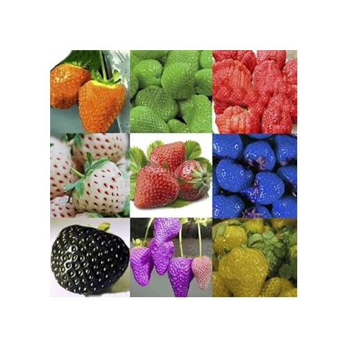 Heirloom Mixed Strawberry Fruit Seeds for Planting [neera-v5-0f1cda29d8366e01af70]