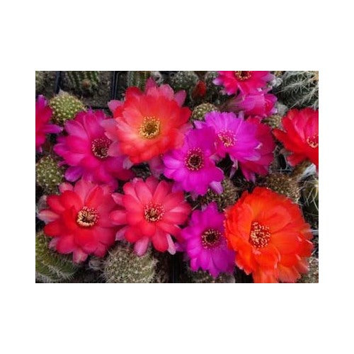 Chamaelobivia Peanut Cactus Rainbow Giant Cactus Planting Heirloom Non Gmo Fragrant Climbing [neera-v5-0f230fbc60df481d1546]