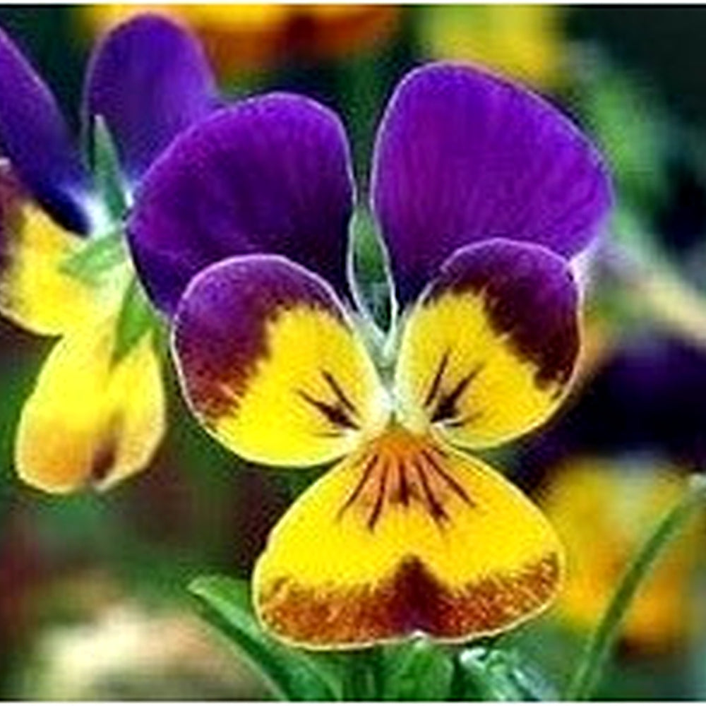 Johnny Jump Ups Flower Seeds for Planting [neera-v5-0f2c8a431531818c6498]