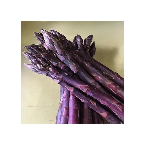Purple Asparagus Seeds for Planting | Heirloom, Non-GMO, High Germination, Organic Garden Seeds [neera-v5-0f2dec667c432a0feead]