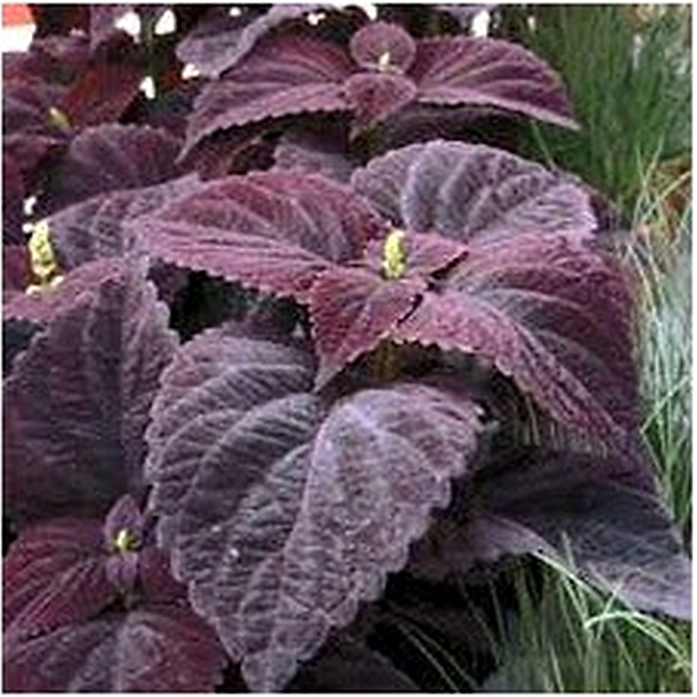 Deep Purple Coleus Plant Seeds for Planting [neera-v5-0f39f96757eae9500baf]