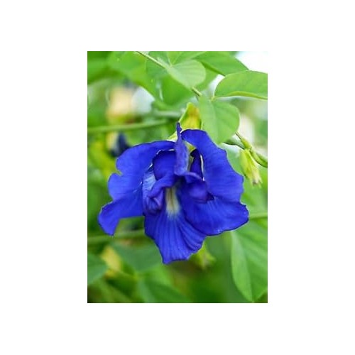 Clitoria Ternatea Seeds for Planting [neera-v5-0f4377fe4743014523e5]