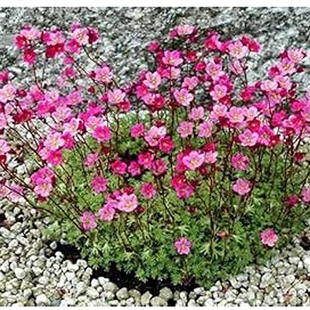 Heirloom Saxifrage Rose Plant Seeds for Planting [neera-v5-0f447ce6904e1b9cb324]