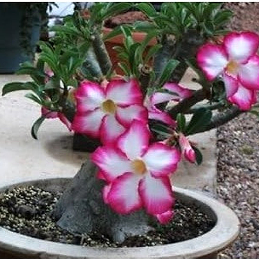 Heirloom Mixed Adenium Flower Seeds [neera-v5-0f48cb4a3efb24983910]