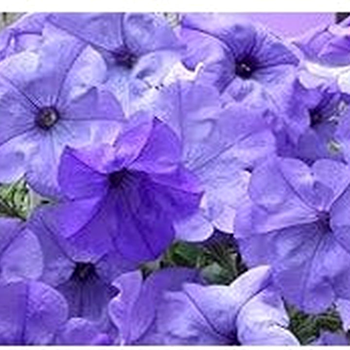 Light Blue Petunia Flower Seeds for Planting [neera-v5-0f4c6abc6bb70afcd0ed]