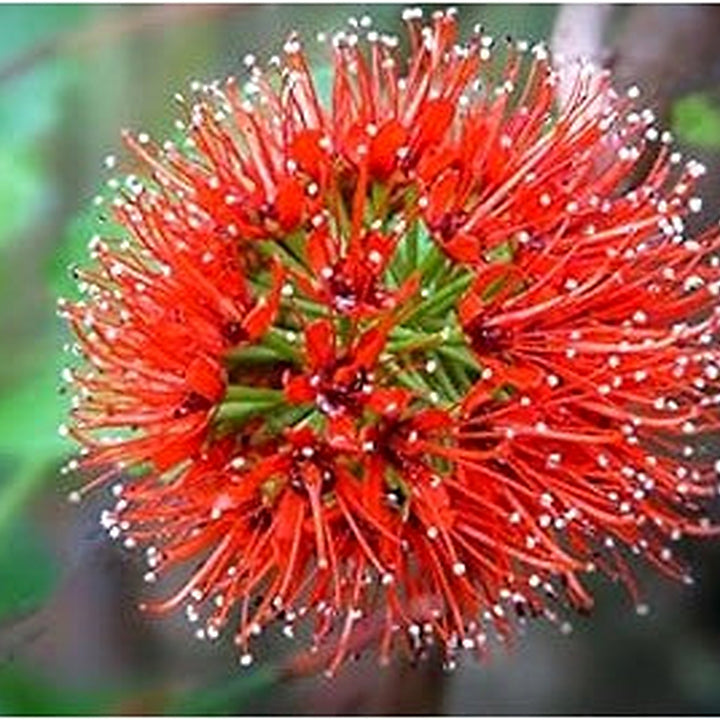 Red Greyia Sutherlandii Flower Seeds for Planting | Heirloom, Non-GMO, High Germination Organic Garden Seeds for Exotic Blooms [neera-v5-0f4f45f663b2df8173c7]
