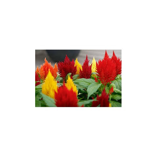 Celosia plumosa Flower Seeds for Planting [neera-v5-0f51982b9bdeeedf05ad]