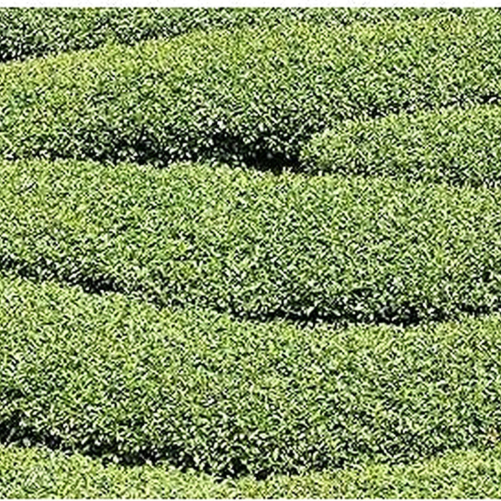 Green Corkscrew Rush Plant Seeds for Planting [neera-v5-0f56fc2f7b75af8cc2ac]