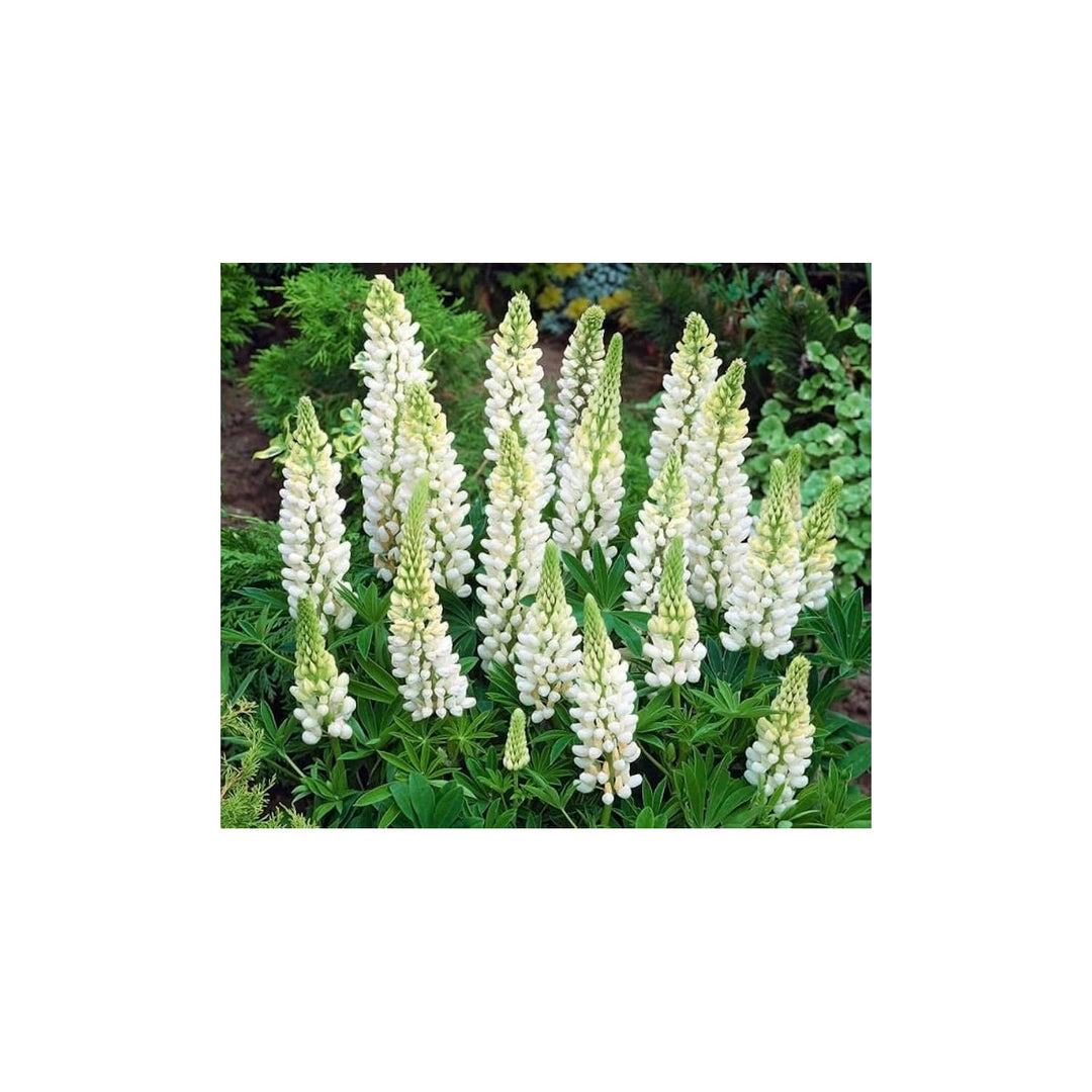 White Lupin Lupinus Polyphyllus Russell Flower For Planting Perfect For Cottage Garden Vertical [neera-v5-0f57d2a80ac22a6e063e]