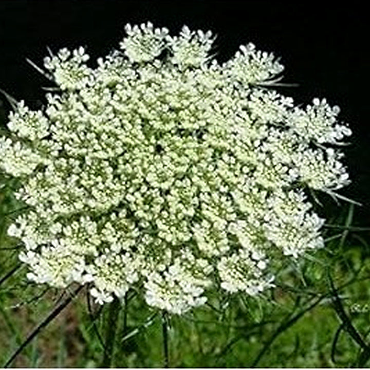 White Bishops Flower Seeds for Planting [neera-v5-0f59cc4536acfb4ce143]