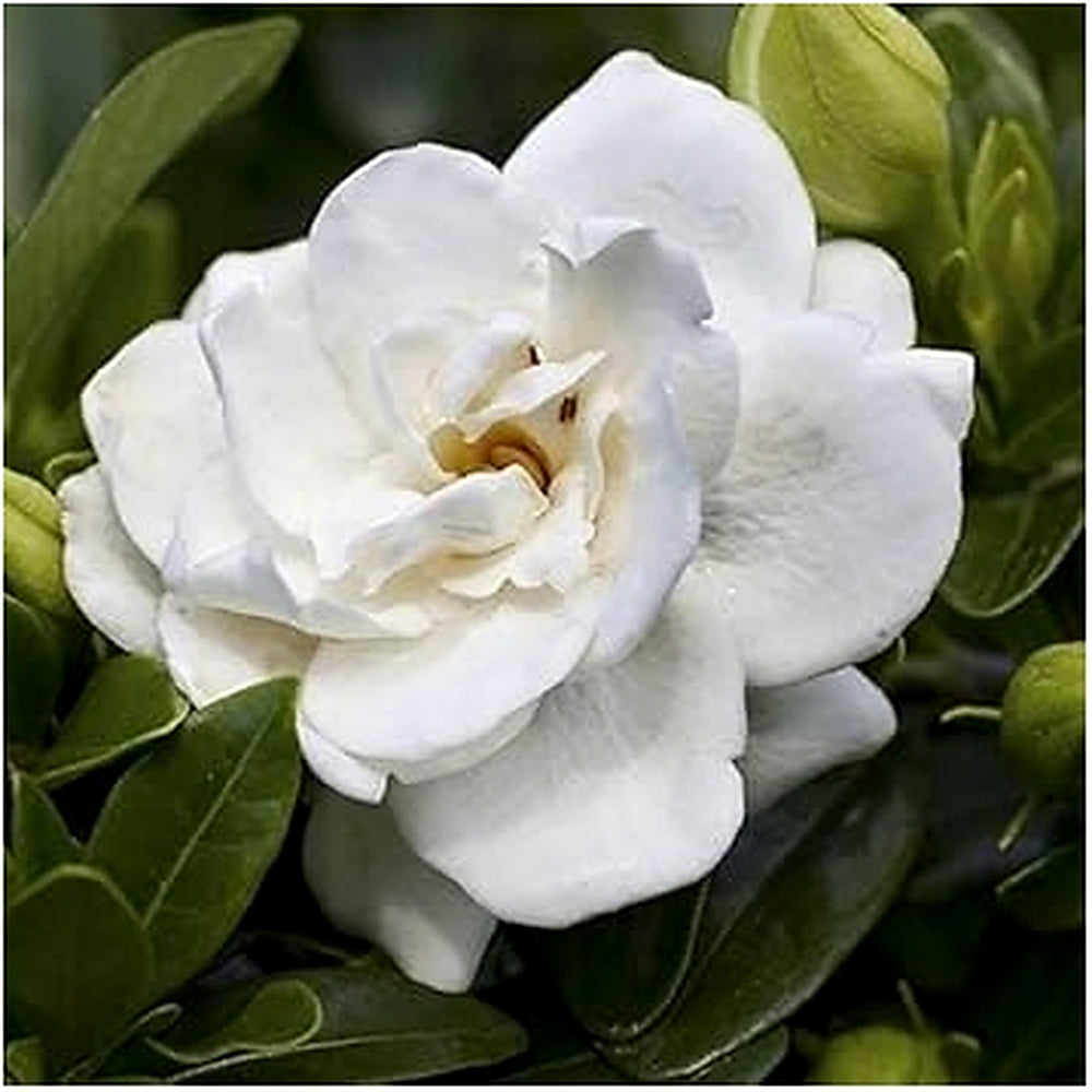 White Gardenia Flower Seeds for Planting [neera-v5-0f66013ce86dc3bf6773]