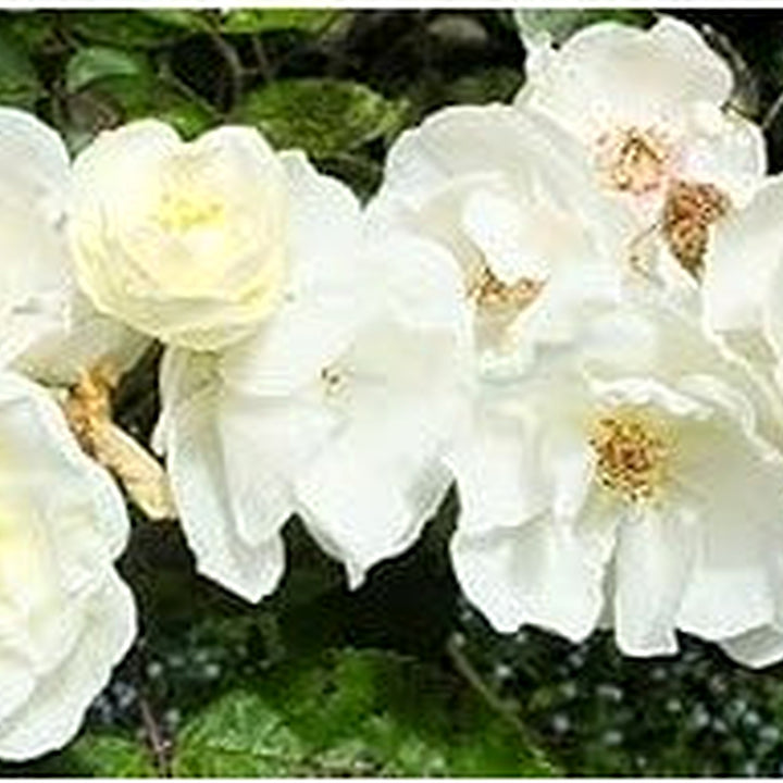 Moonlight Rose Plant Seeds for Planting [neera-v5-0f6653a9ac20eda31a43]