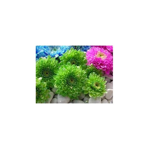 Organic Light Green Aster Flower Seeds for Planting [neera-v5-0f6bc57631dfe056de91]