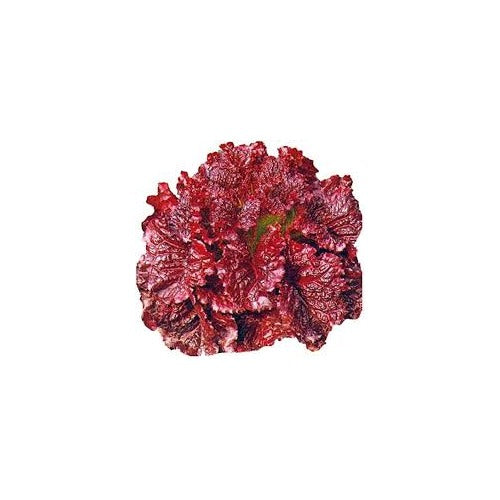 Red Lettuce Seeds for Planting [neera-v5-0f7867f2afb1d820d560]