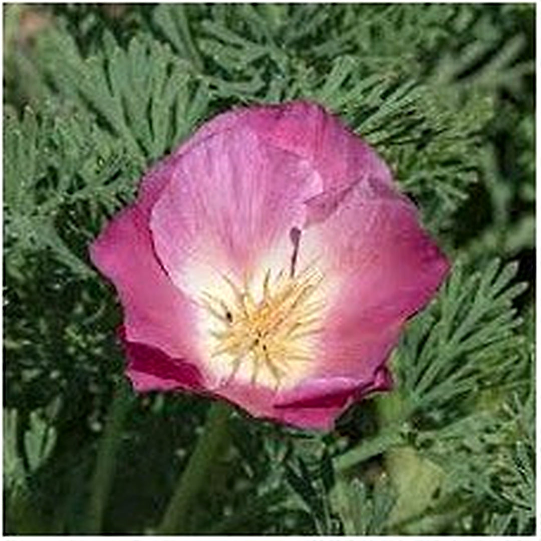 Purple Gleam California Poppy Flower Seeds for Planting [neera-v5-0f8e587869c38fb20976]