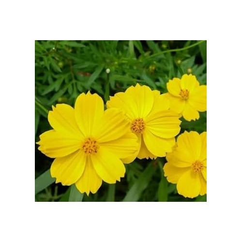 Yellow Cosmos Flower For Planting Bright Blooms For Your Garden Heirloom Flower Seeds for Home [neera-v5-0f946d8670864ef1e33f]
