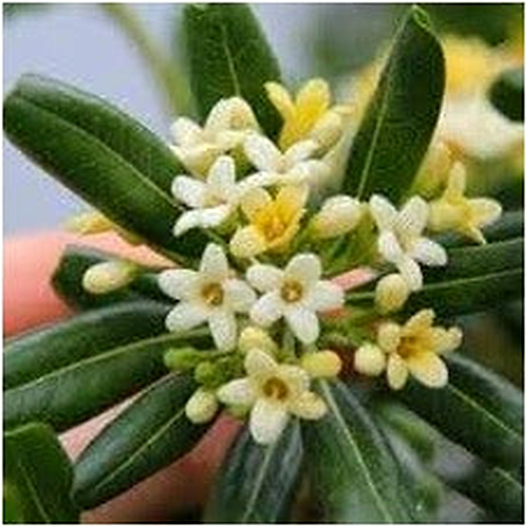 Pittosporum Tobira Flower Seeds for Planting [neera-v5-0fa4f0953c6fce48d848]