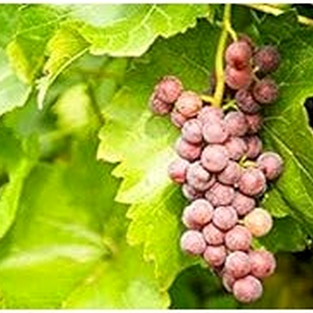 Grape Fruit Seeds for Planting [neera-v5-0fa8a5221c6bb9e33f06]