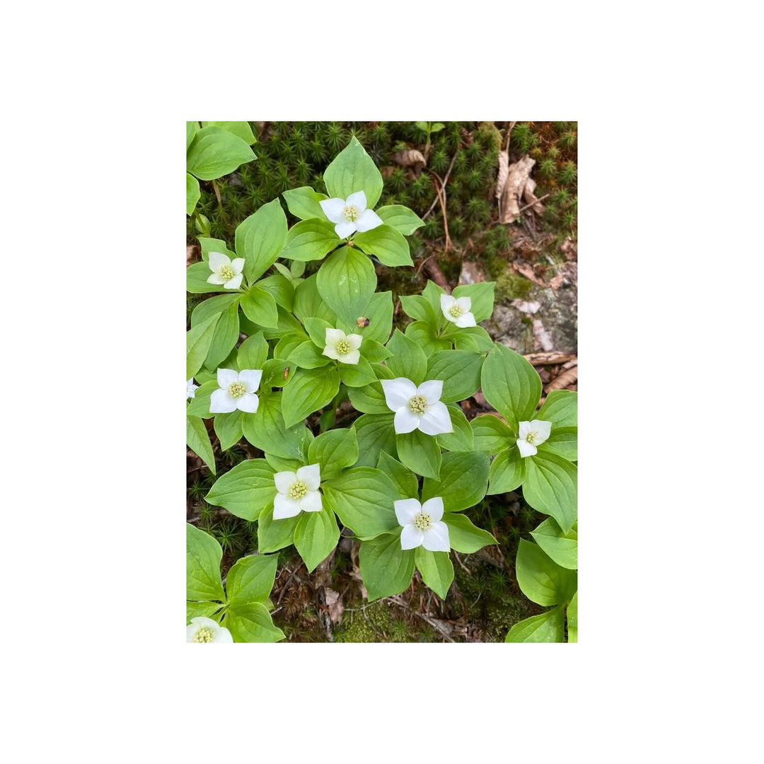 Heirloom Bunchberry Flower Non Gmo Groundcover Blooms For Woodland Garden Planting Flower Seeds for [neera-v5-0fb6c82819ffbdf90489]