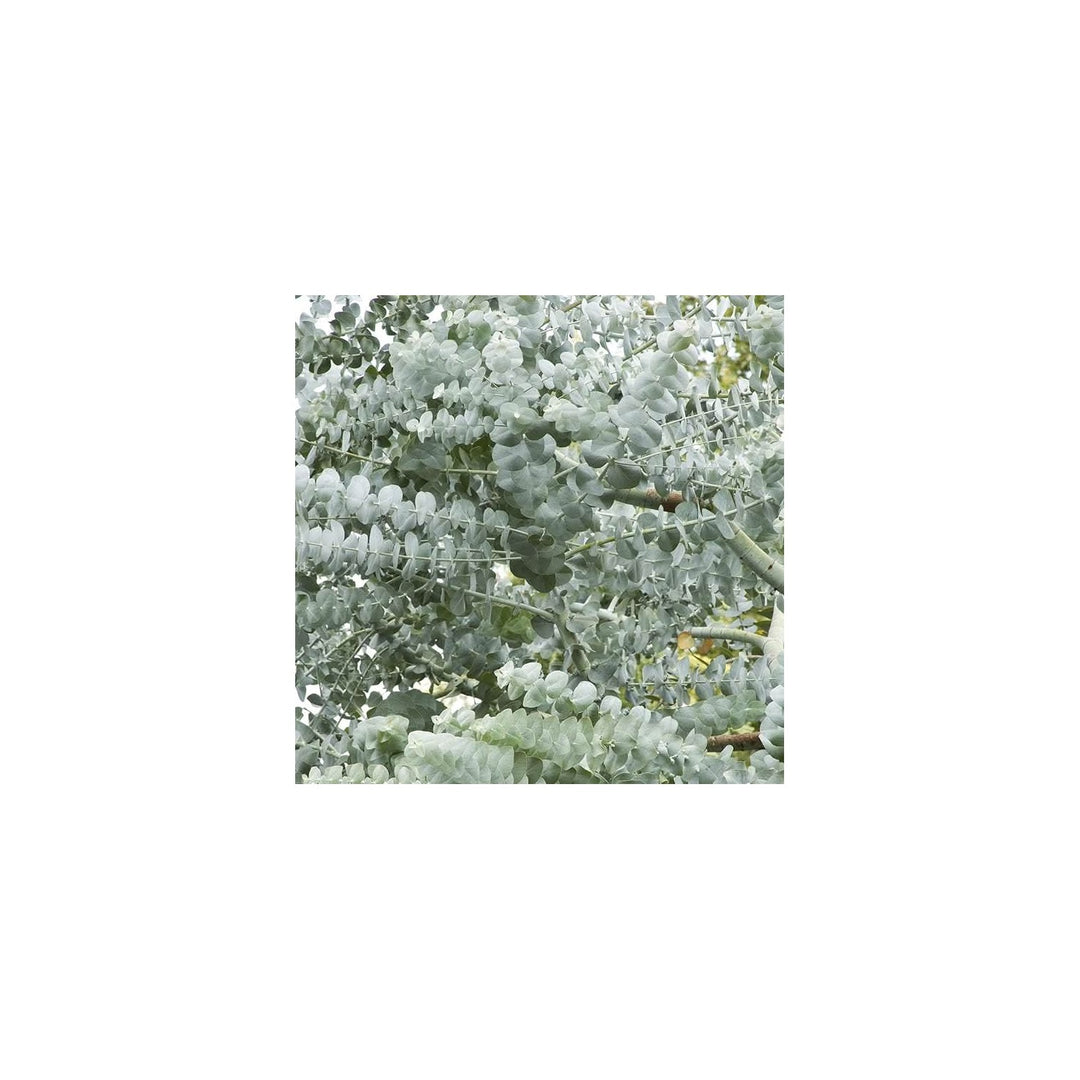 White Silver Perennial Eucalyptus Dollar Tree For Planting Flower Seeds for Home Garden Planting, [neera-v5-0fb995f7e83c07bbb90e]