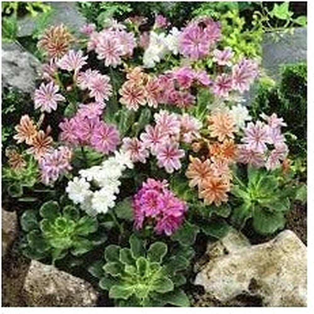 Heirloom Lewisia Flower Seeds for Garden Planting, Non-GMO, Rock Garden Perennial Blooms [neera-v5-0fbe0e0bd9df08eb4b14]