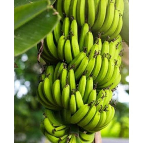 Fresh Dark Green Banana Fruit Seeds for Planting [neera-v5-0fc4656615ed0b235378]