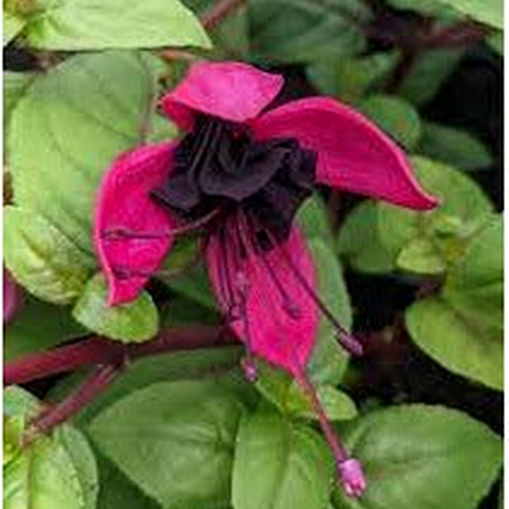 Heirloom Red Black Fuchsia Flower Seeds [neera-v5-0fc7f70965b41392ae1f]