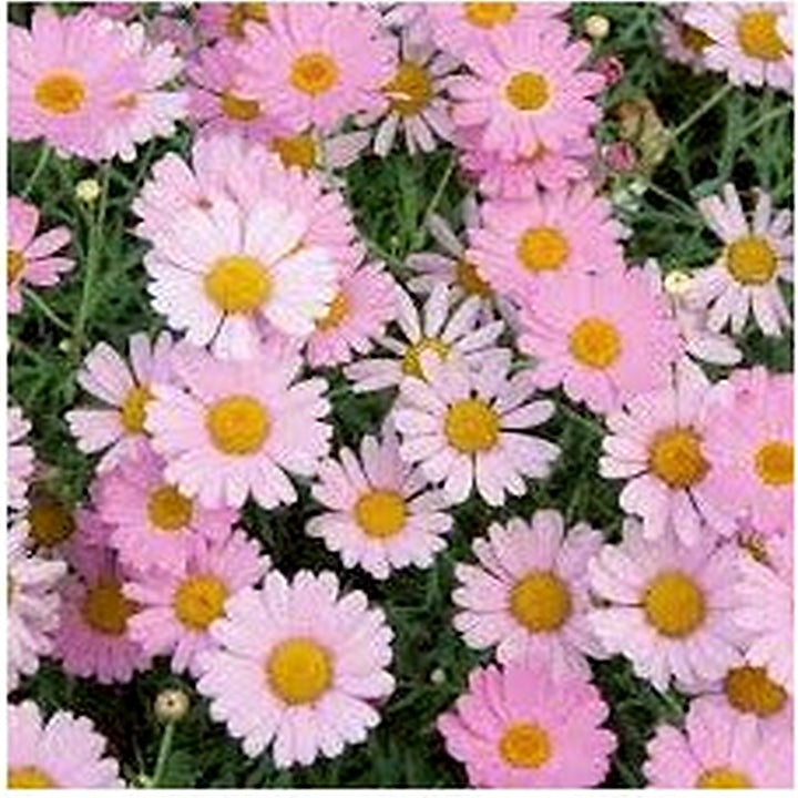 Pink Yellow Leucanthemum Seeds for Planting [neera-v5-0fcc3a0168e2d25d3372]