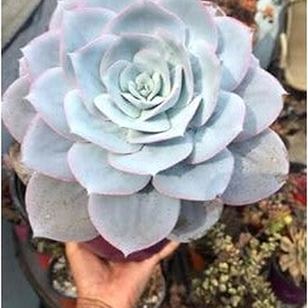 Heirloom Non-GMO White Succulent Flower Seeds for Garden Planting [neera-v5-0fd56ae6ea3f011f65c7]