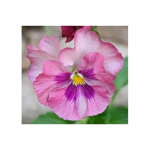 Light Pink Pansy Heirloom Non-GMO Seeds for Planting [neera-v5-0fdf420aee7f8fd653f8]