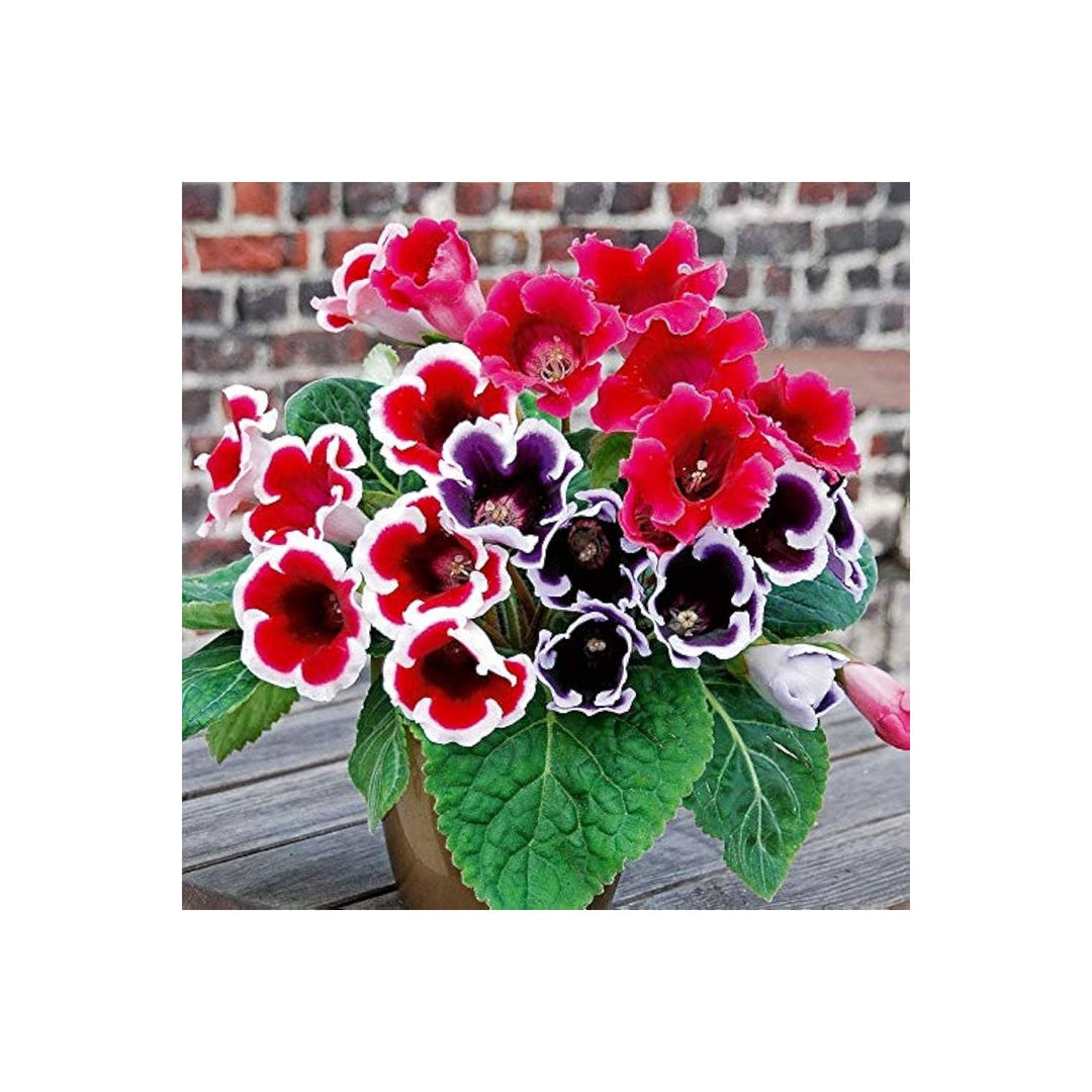 Violet White Gloxinia Flower In Flower Seeds for Home Garden Planting, Lush Organic Blooming [neera-v5-0fe4bca6fb4a24d29581]