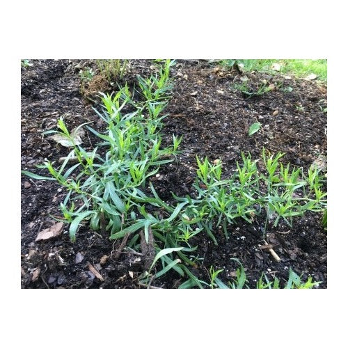 Russian Tarragon Herb Seeds for Planting [neera-v5-0fe88a33302feb6ae551]