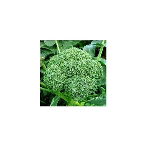 Broccoli Vegetable Seeds for Planting [neera-v5-0fed30b4ddf8c54ce916]