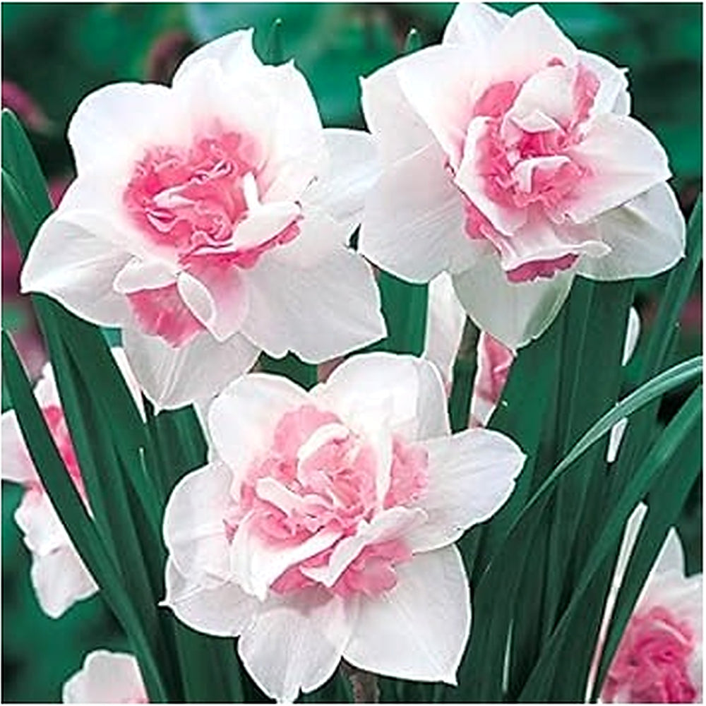 White Pink Daffodil Flower Seeds for Planting [neera-v5-0ff3944c64ee44015faf]