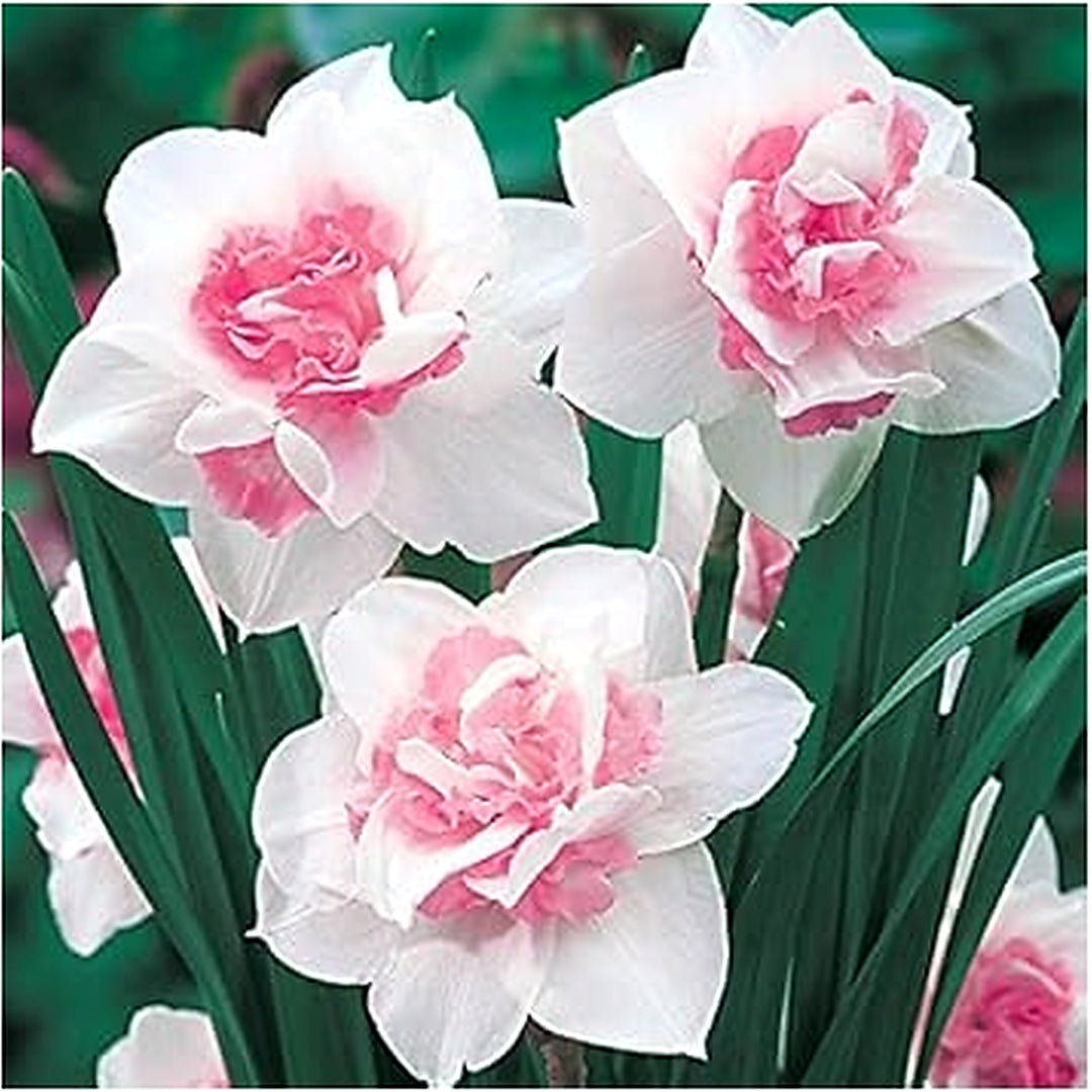 White Pink Daffodil Flower Seeds for Planting [neera-v5-0ff3944c64ee44015faf]