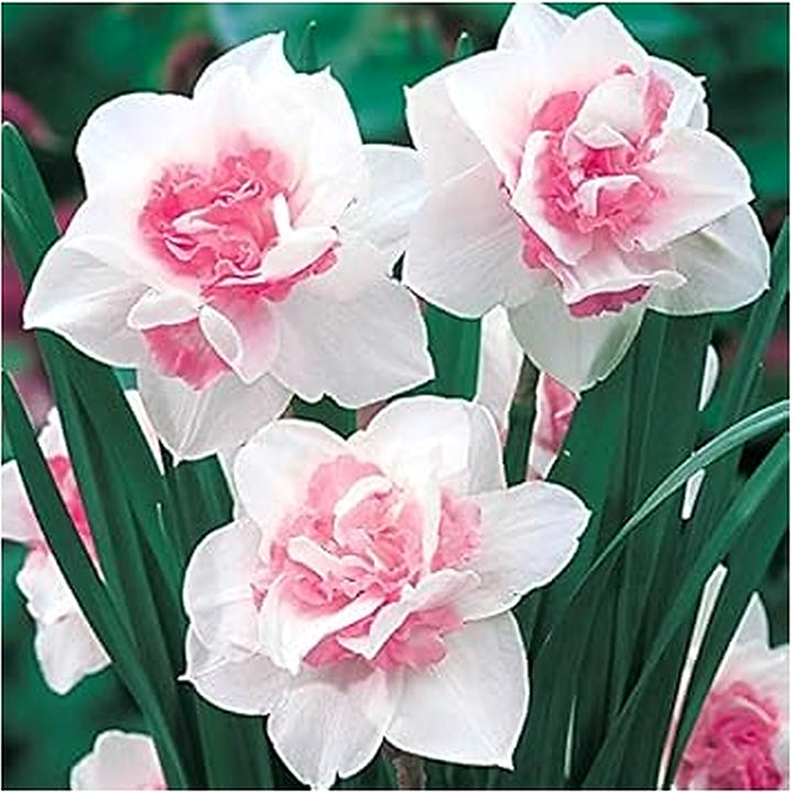 White Pink Daffodil Flower Seeds for Planting [neera-v5-0ff3944c64ee44015faf]
