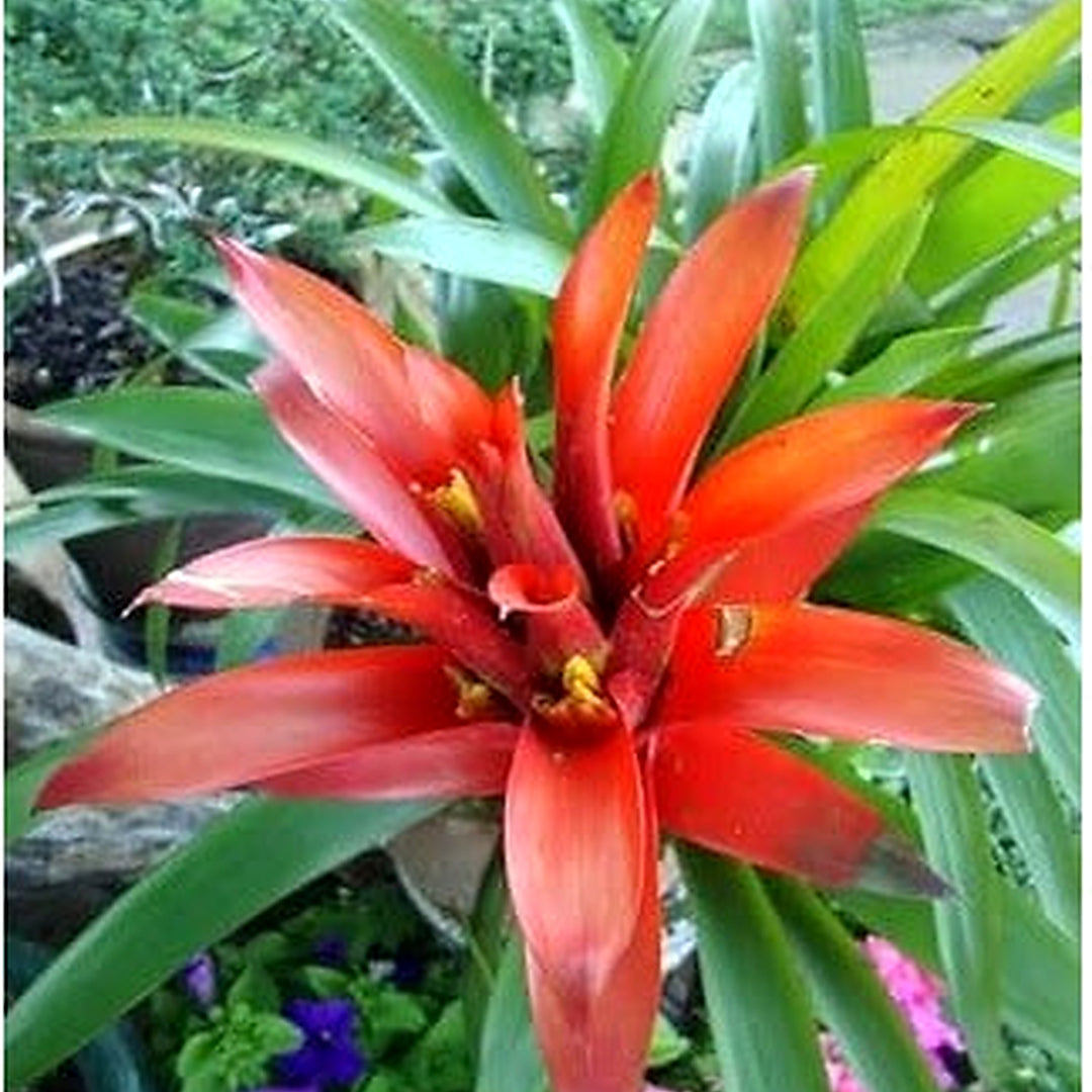 Heirloom Orange Bromeliad Flower Seeds for Planting [neera-v5-0ff87350feee9ad0c507]