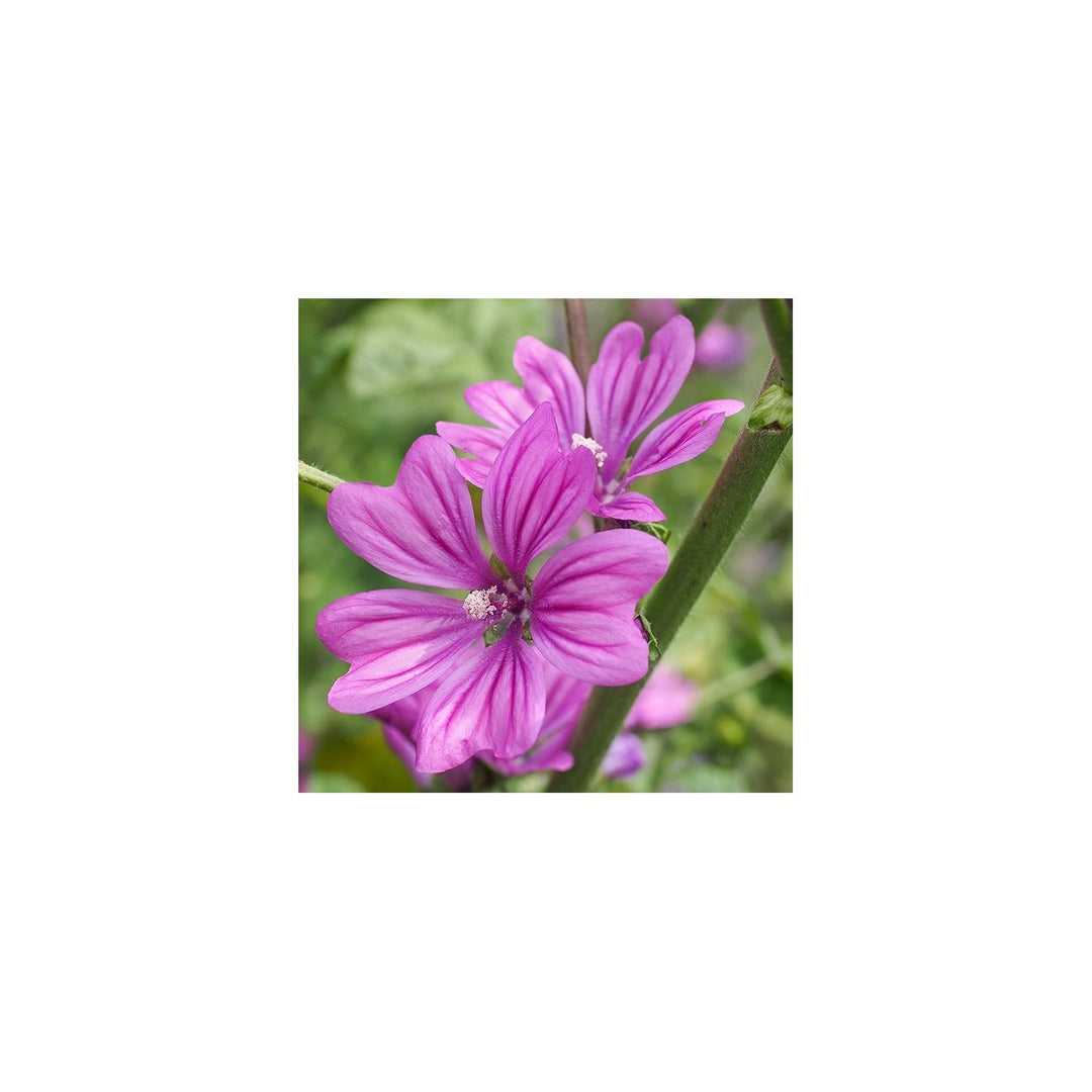 Mallow Malva Sylvestris Zebrina Flower For Planting In Backyard Garden Or Wildflower Beds Flower [neera-v5-0ff8d76cdd7ea8fc97fe]