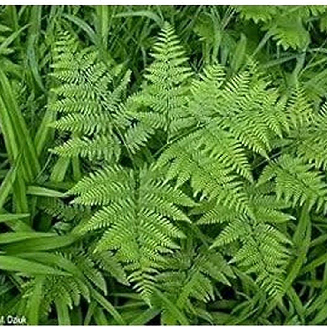 Fern Bracken Plant For Planting Heirloom Non Gmo Flower Seeds for Home Garden Planting, Vibrant [neera-v5-0ffb1e25ebcae98097a3]