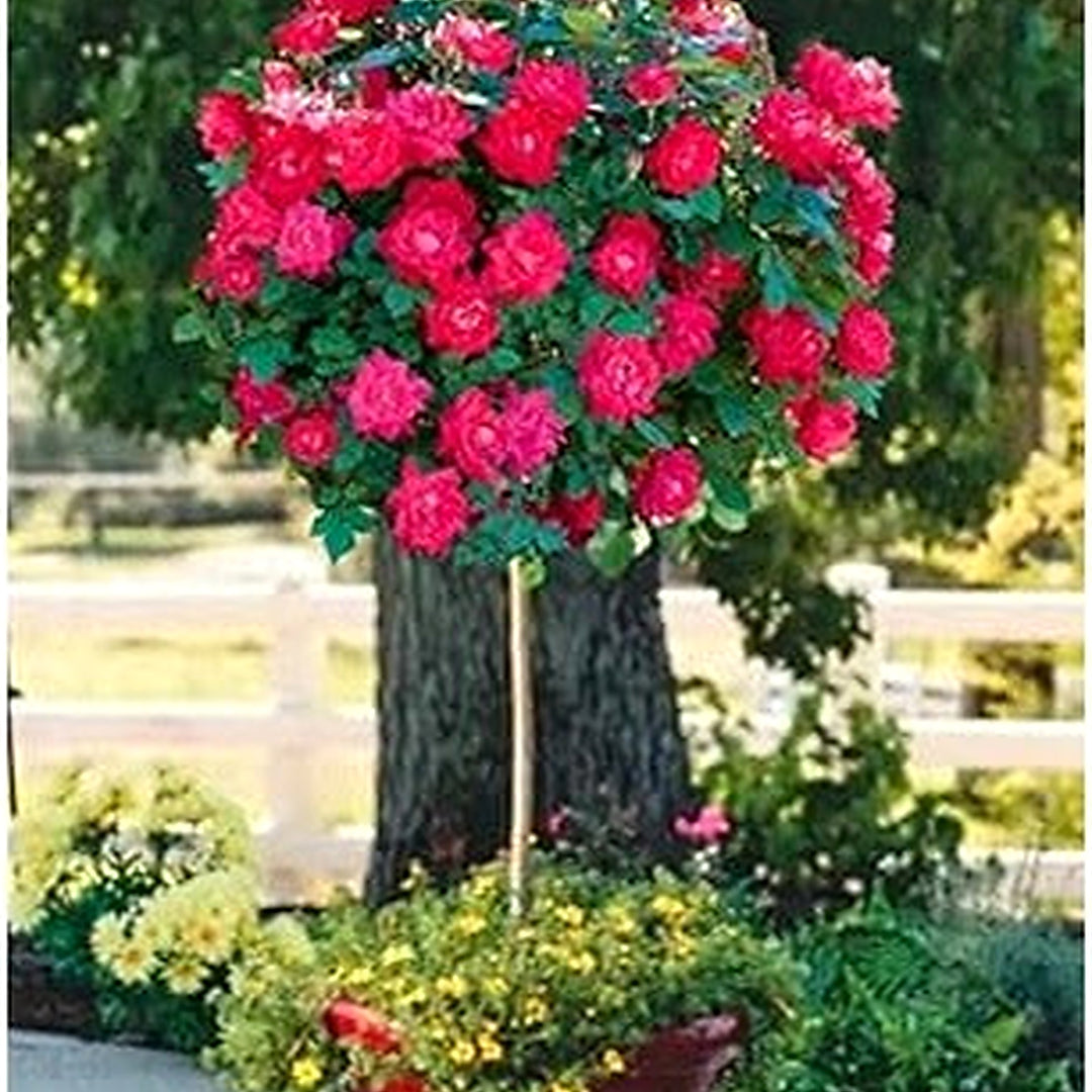 Red Rose Tree Flower Seeds [neera-v5-10138f528b5910ec6834]