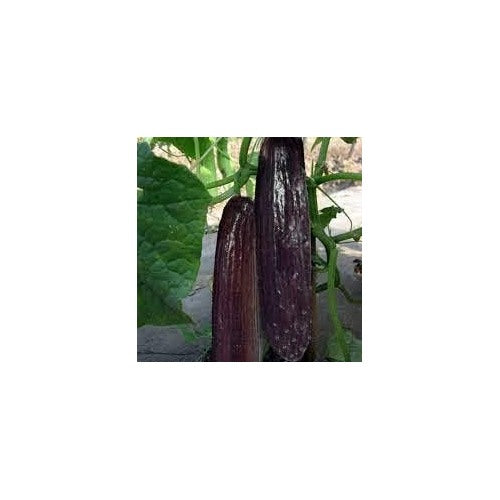 Indian Black Cucumber Seeds for Planting [neera-v5-10402a534182bc80b996]