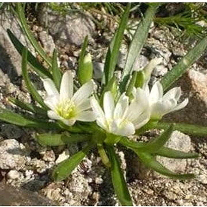 White Nevadensis Flower Seeds for Planting [neera-v5-10492e006c96e5088c55]