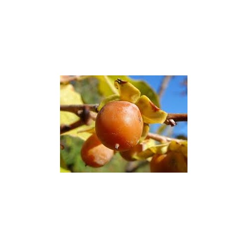 Date Plum Persimmon Fruit Tree Seeds for Planting [neera-v5-1058ab7e18e76c59a1a6]