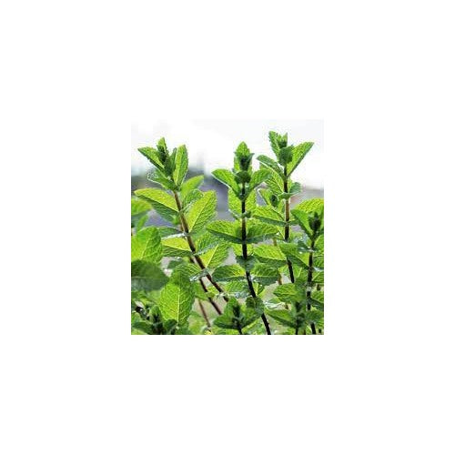 Peppermint Mint Seeds for Planting [neera-v5-105abe91747eedf796f4]