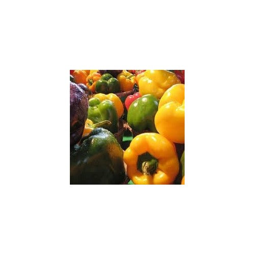 Sweet Pepper Rainbow Vegetable Seeds for Planting | Heirloom, Non-GMO, High Germination Organic Garden Seeds [neera-v5-106e9961d95904741809]
