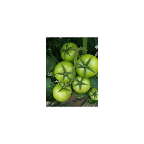 Tomato Vegetable Seeds for Planting [neera-v5-10731dd7c8d0cedc29a5]